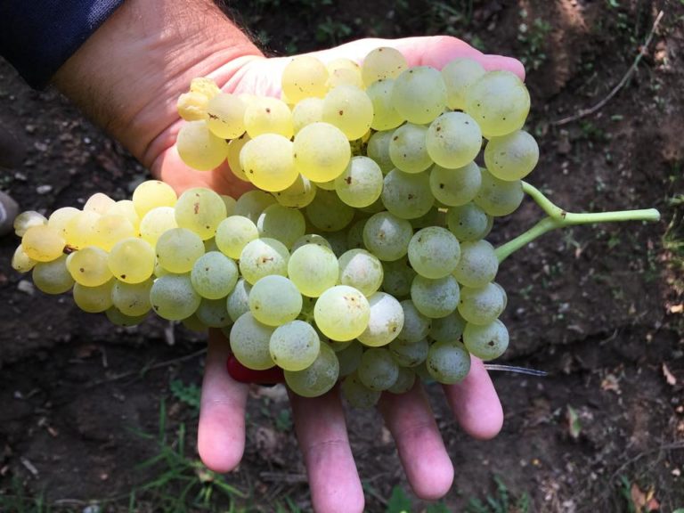 Il vino incontra la cultura, lunedì 25 i vini del Sannio a Matera.