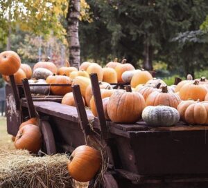 La trebbiatura e l’isola di cioccolato: al Villaggio delle Zucche si celebra la vita di campagna sabato 9 e domenica 10.