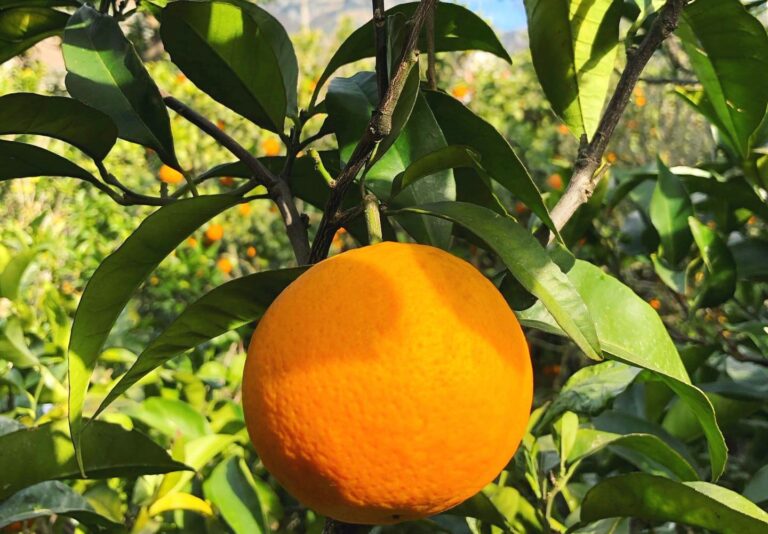 Spremuta Day: in Penisola sorrentina si celebra l’arancia con gli alunni delle scuole primarie